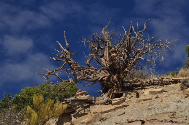 Utah Juniper tree